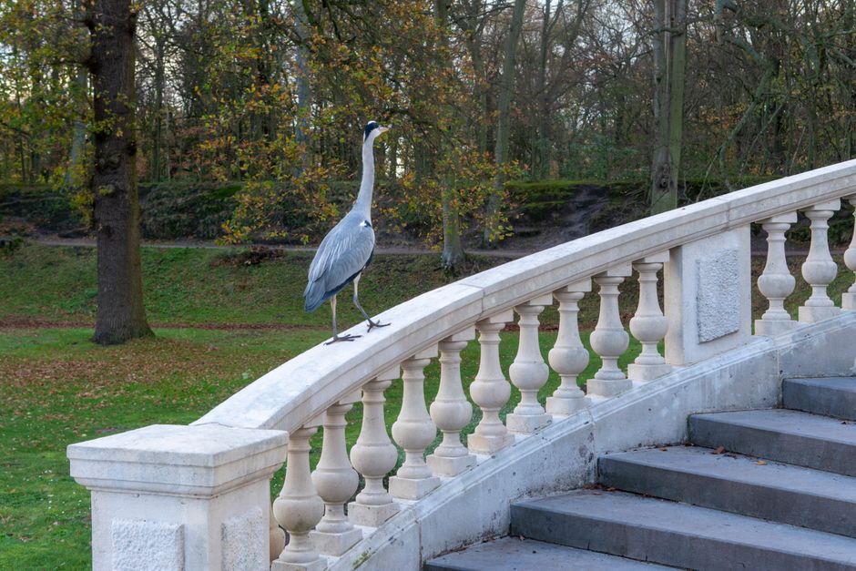 A large grey heron standing on a cream-colored stone balustrade of an outdoor staircase, with its long legs and neck visible. The staircase has dark grey steps and is situated outside a property, leading up from a paved area. Behind the heron, there are trees with sparse autumn foliage and a grassy lawn, indicating an outdoor environment possibly within a park or garden setting. The scene is natural with diffused lighting, and the heron appears to be observing its surroundings. This image relates to house removals and relocation services by illustrating an outdoor setting where an object or furniture might be transported or loaded, fitting into the context of moving logistics overseen by Holland Park Movers.