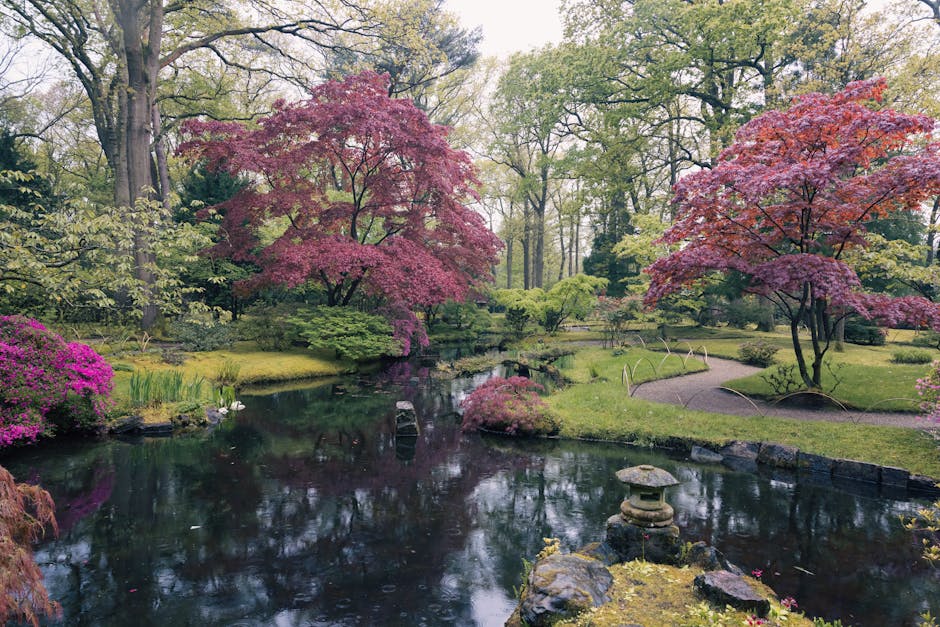 A tranquil Japanese-style garden featuring a reflective pond surrounded by vibrant pink and green trees, with some trees in full bloom and others with fresh green foliage. The pond is bordered by rocks and small shrubs, and a traditional stone lantern sits on a moss-covered rock near the water’s edge. Pathways made of gravel wind through the well-maintained grass and garden areas, with a gentle slope leading toward a dense backdrop of tall trees, creating a peaceful environment associated with house and furniture removals for homes near Holland Park and Kyoto Garden. The scene is illuminated by natural daylight, emphasizing the lush greenery and delicate blossoms, aligning with the context of home relocation and packing and moving services provided by Holland Park Movers at https://hollandparkmovers.co.uk.